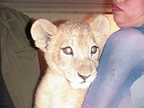 Lion Cub In Cancun 3